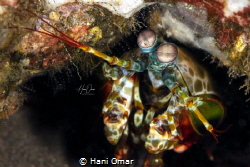 This was the first time I capture the Mantis shrimp on ca... by Hani Omar 